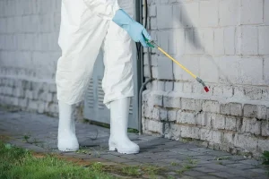 Les signes d'une infestation d'insectes à surveiller dans votre maison