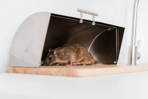 Comment éliminer les insectes dans un espace commercial