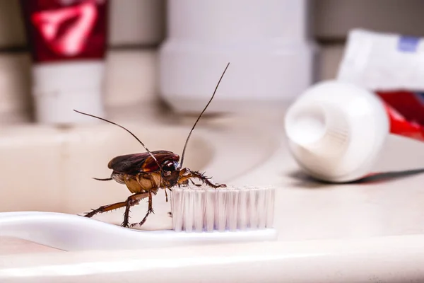 Comment se débarrasser des insectes dans les conduits et canalisations