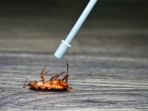 Désinsectisation comment intervenir dans des zones difficiles d'accès