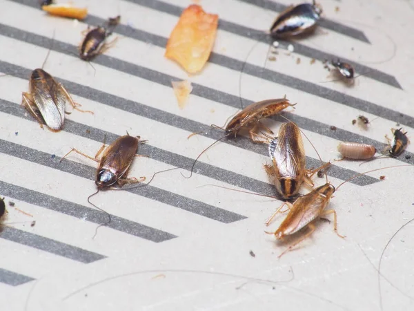 Comment prévenir une infestation d'insectes après une inondation