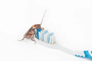Désinsectisation rapide quelles sont les méthodes les plus efficaces