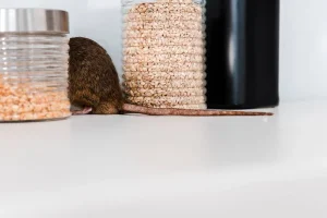 Désinsectisation écologique est-ce vraiment efficace