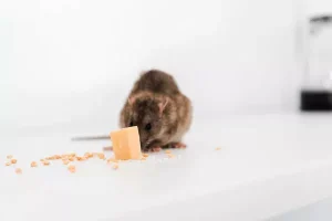 Désinsectisation comment éviter que les insectes n'entrent dans les murs