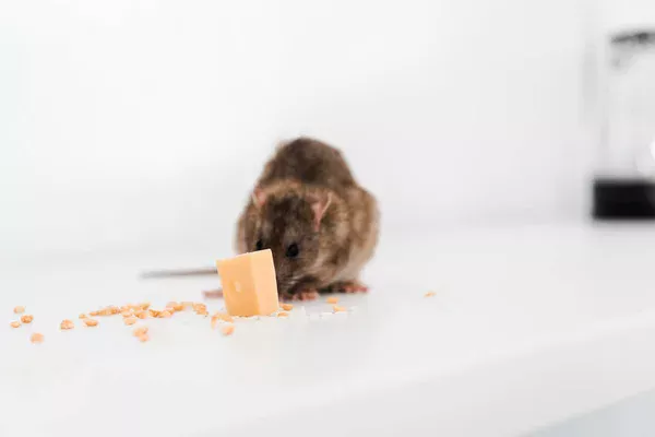 Désinsectisation comment éviter que les insectes n'entrent dans les murs