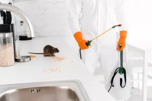 Comment éliminer les insectes dans les habitations sans poison