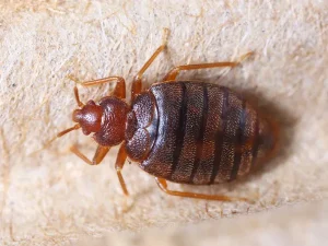 Comment éliminer les insectes dans les greniers et combles