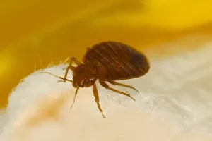 Comment nettoyer après une désinsectisation