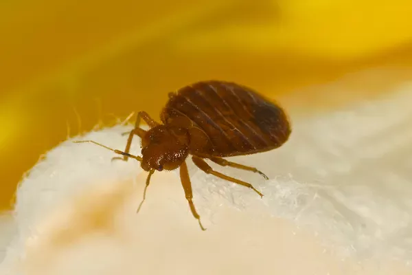 Comment nettoyer après une désinsectisation