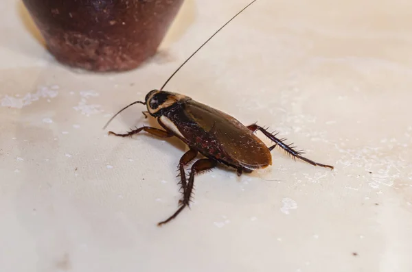 Les méthodes naturelles de désinsectisation sans produits chimiques