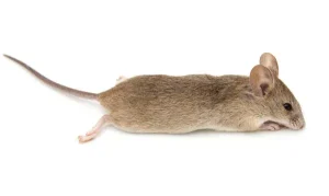 anthrene repulsif