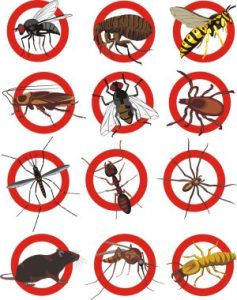 bois anti termites