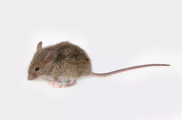 bois attaqué par vrillette