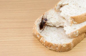 Les dangers des insectes pour la santé et comment s'en protéger