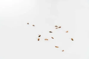 Comment éviter une réinfestation après une désinsectisation