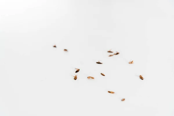 Comment éviter une réinfestation après une désinsectisation