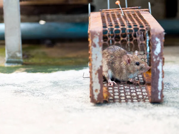 Dératisation maison les solutions pour se débarrasser des rats et souris
