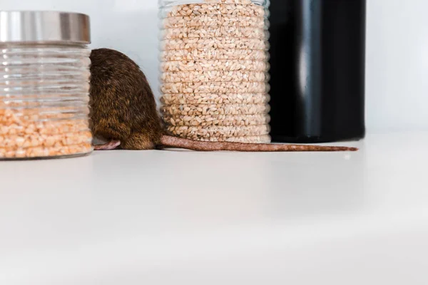 Dératisation comment protéger vos animaux domestiques des produits toxiques