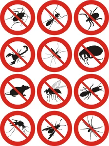 Crottes de rat : comment les identifier et que faire en cas d’infestation ?