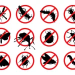 la mérule pleureuse