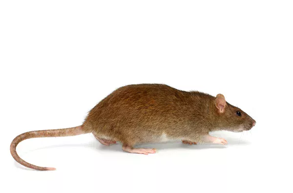 traitement mite bois