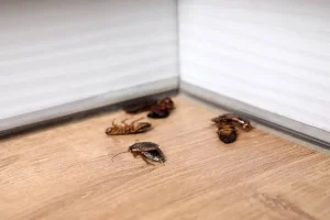 Comment protéger votre sous-sol des insectes