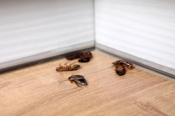 Comment protéger votre sous-sol des insectes